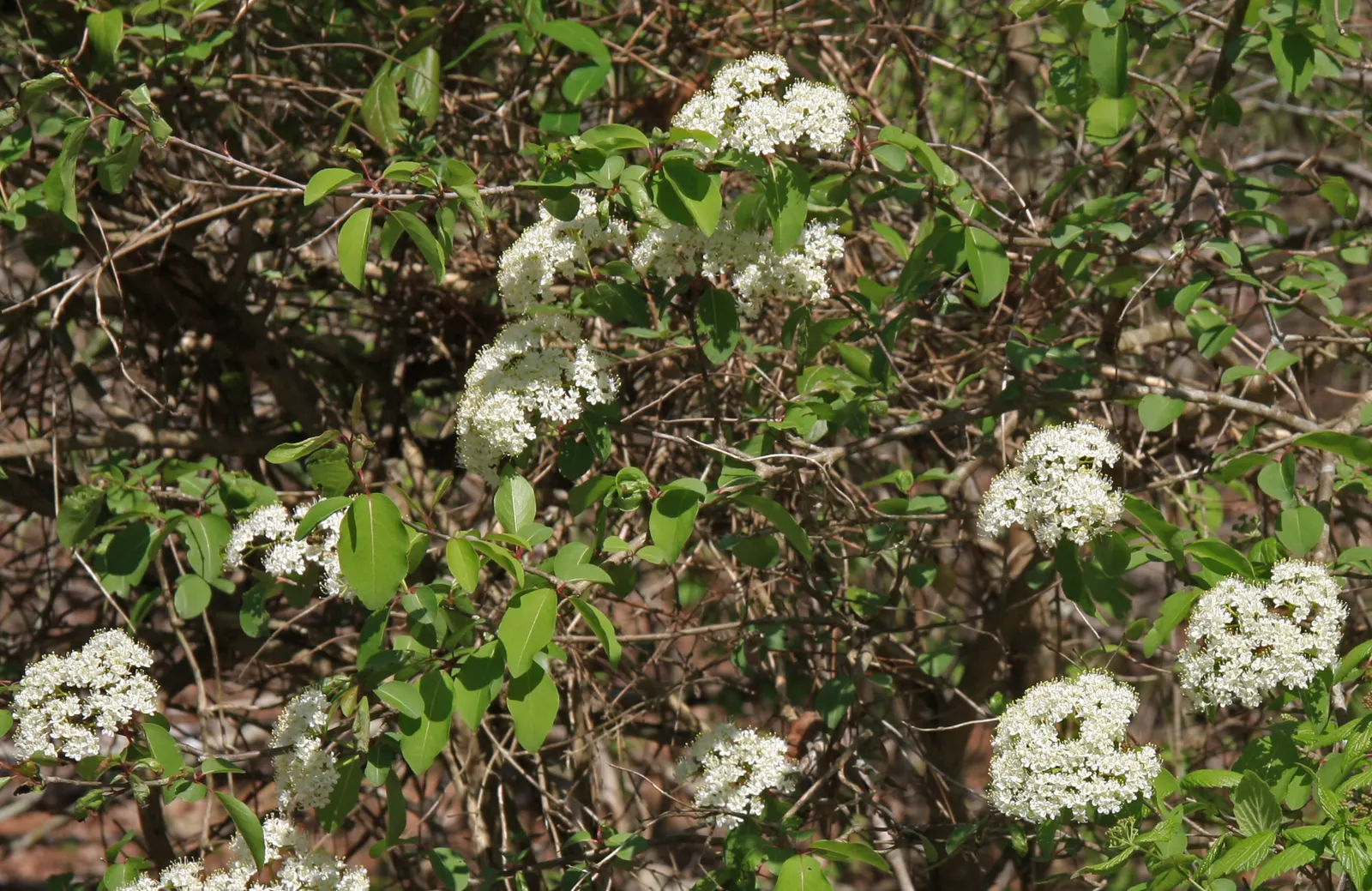 Possumhaw (Ilex Decidua) — small white flowers blossom