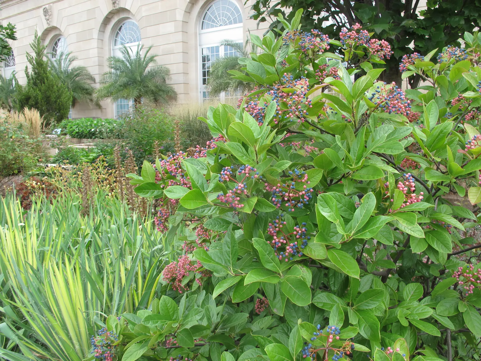 Possumhaw (Ilex Decidua) — grey to reddish-brown branches.<br><br>Adaptable to a variety of soil conditions; which are followed by bright red to orange berries