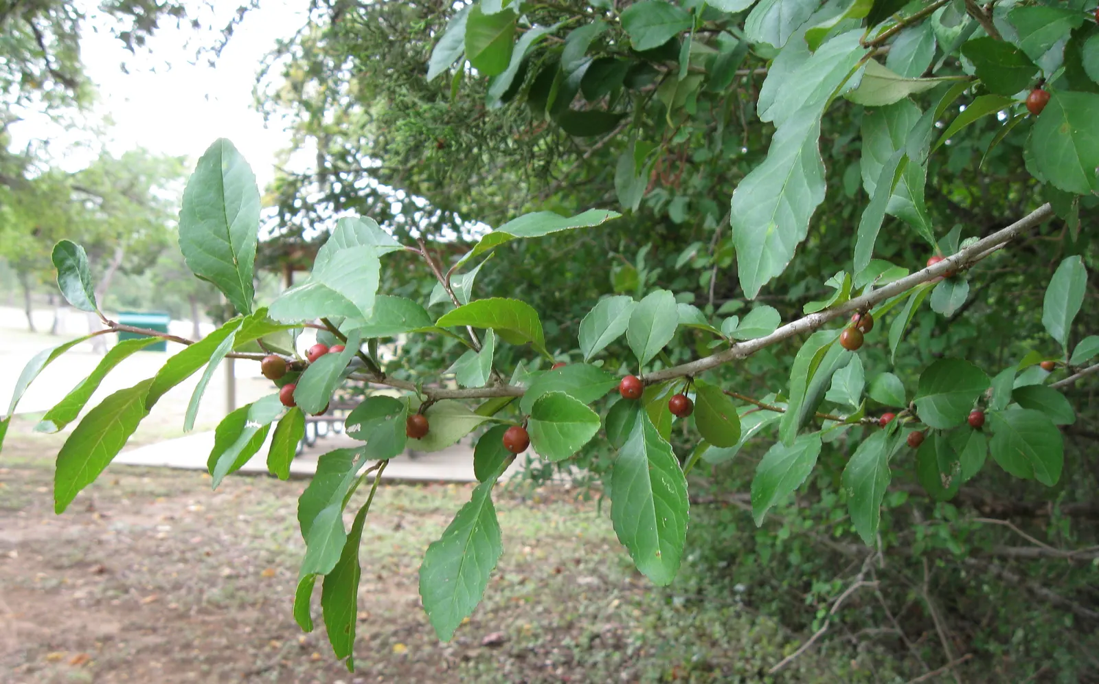 Possumhaw (Ilex Decidua) — small white flowers blossom; this dioecious shrub reaches up to 15-30 feet tall