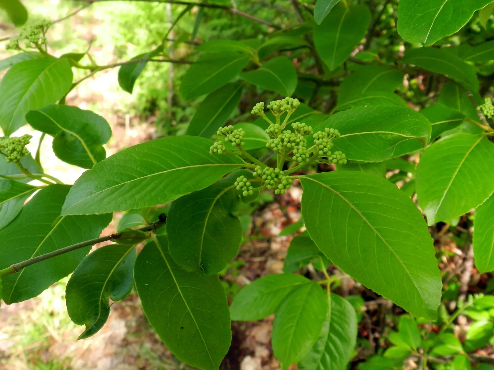 Possumhaw (Ilex Decidua) — This dioecious shrub reaches up to 15-30 feet tall; small white flowers blossom, image 51