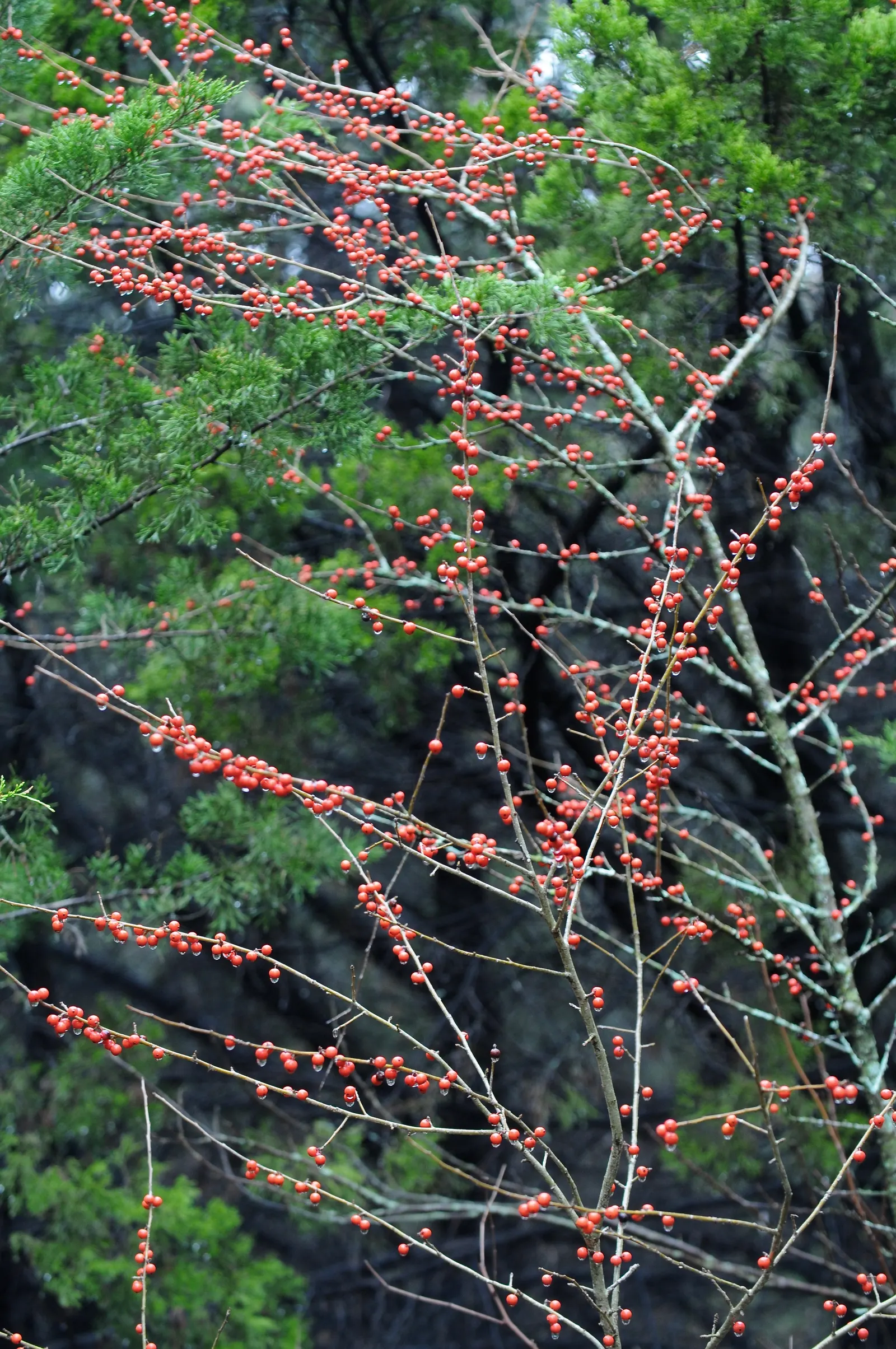 Possumhaw (Ilex Decidua) — and measure about 1 to 3 inches long; shrub with white blooms, image 62