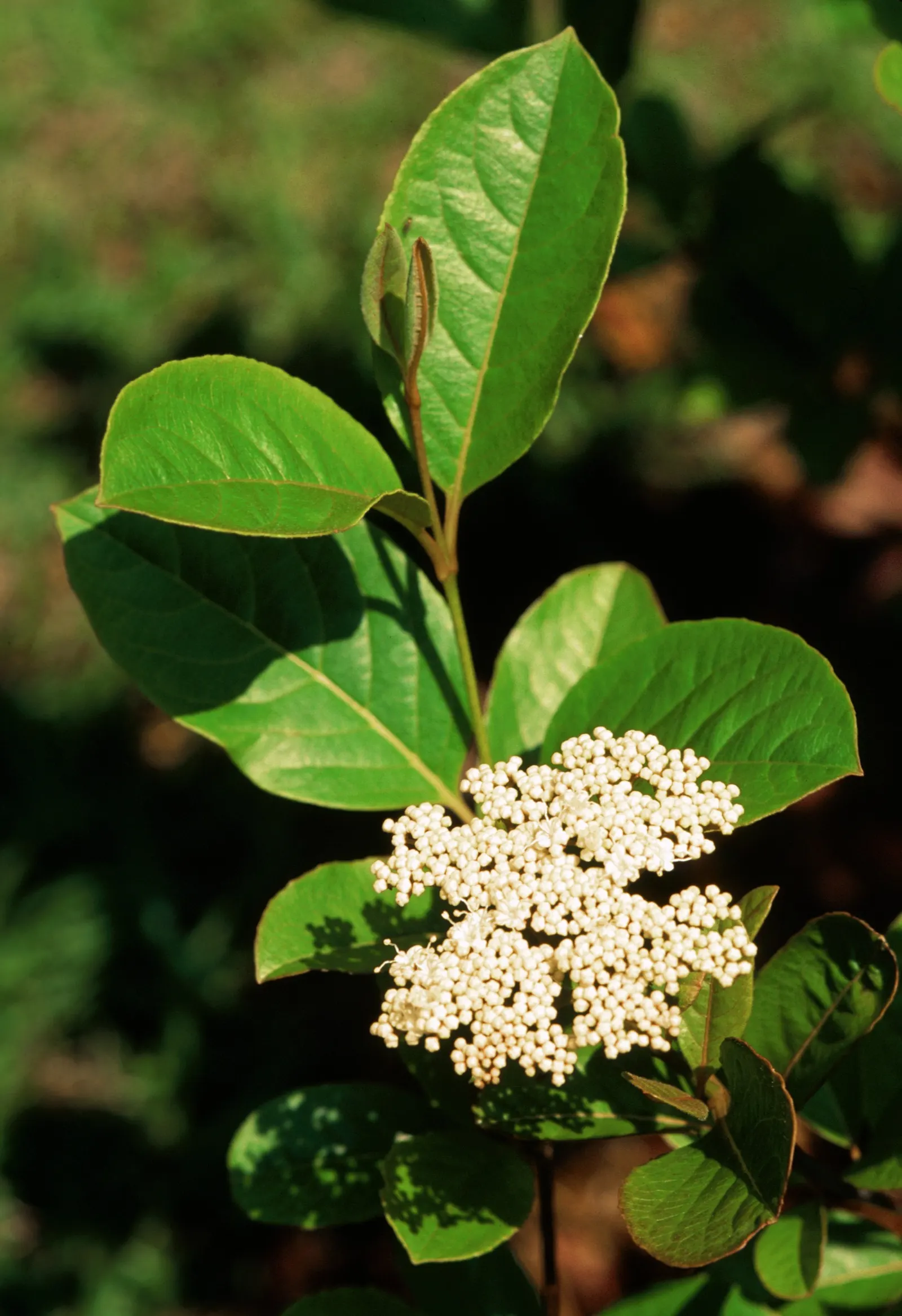 Possumhaw (Ilex Decidua) — prefers full sun to part shade