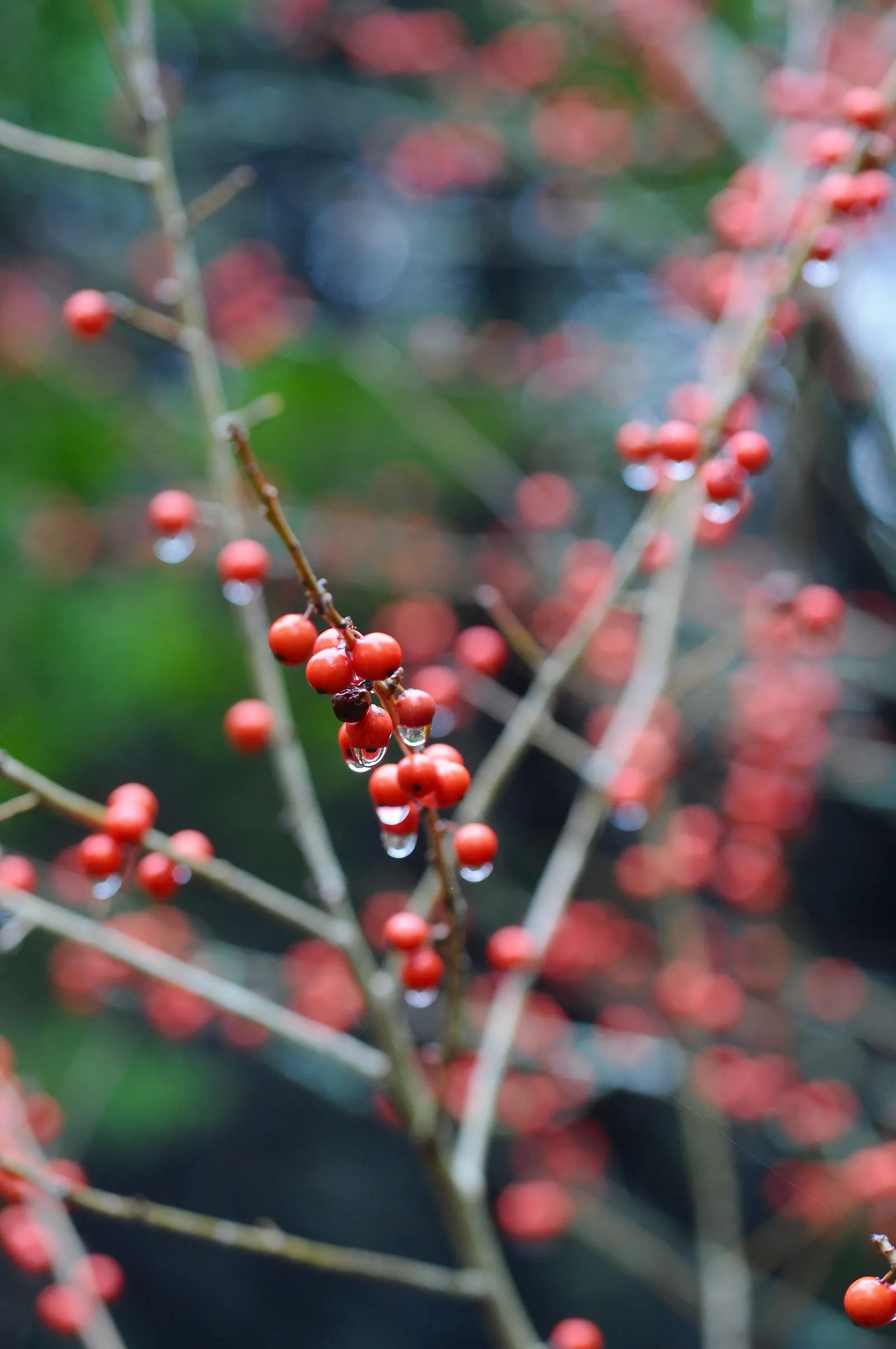 Possumhaw (Ilex Decidua) — Its stunning winter berries provide striking contrast; this versatile shrub or small tree typically grows to a height of, image 53