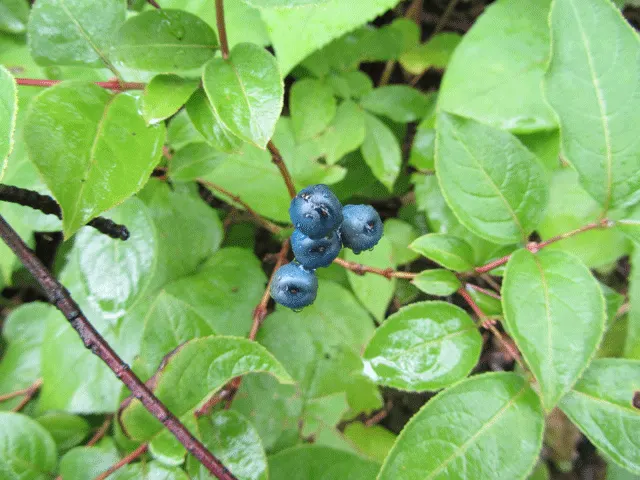 Possumhaw (Ilex Decidua) — Possumhaw thrives in well-drained sites and can even tolerate periods of drought once established; prized for its vivid red berries