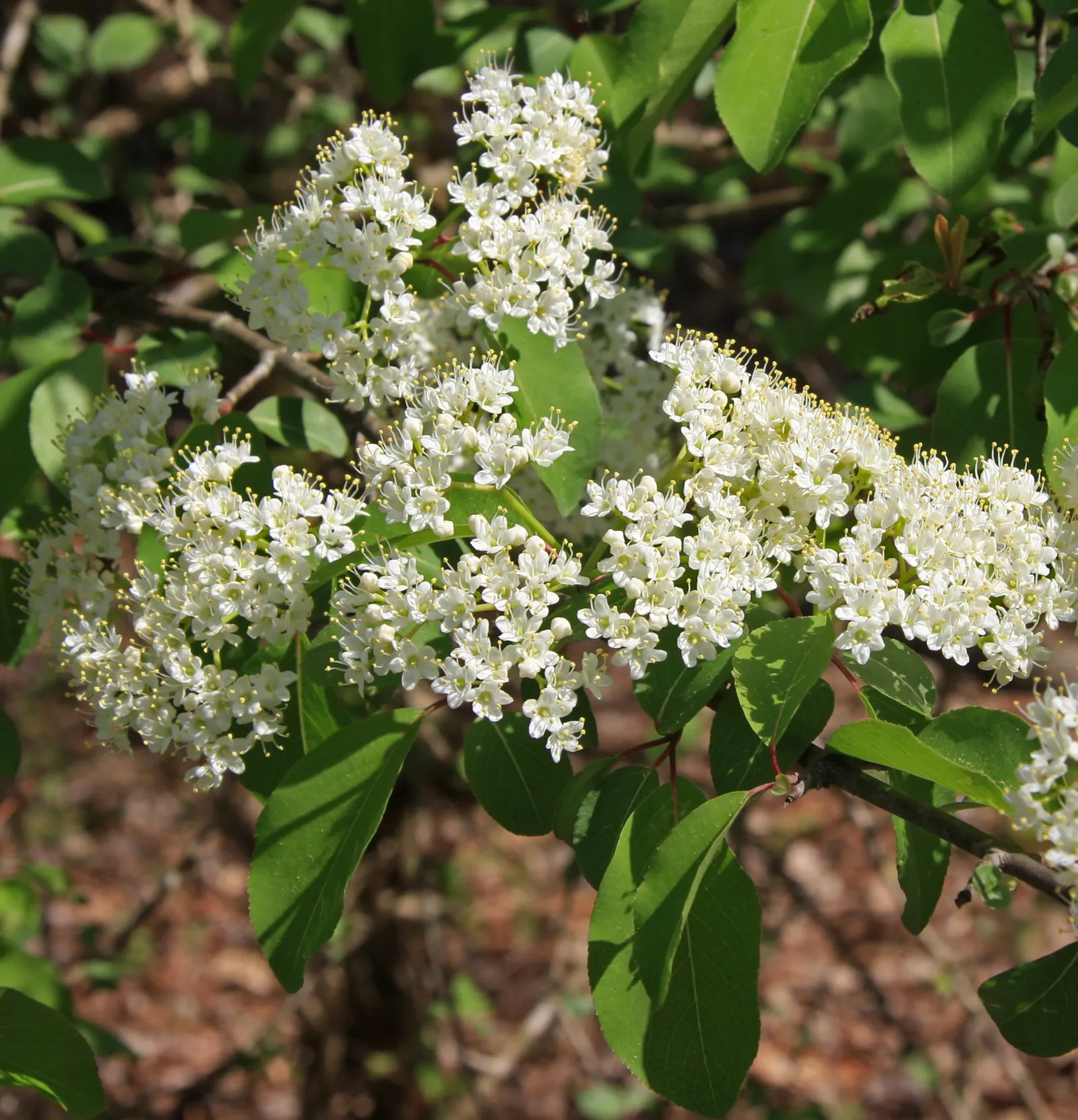 Possumhaw (Ilex Decidua) — white flowers in the garden
