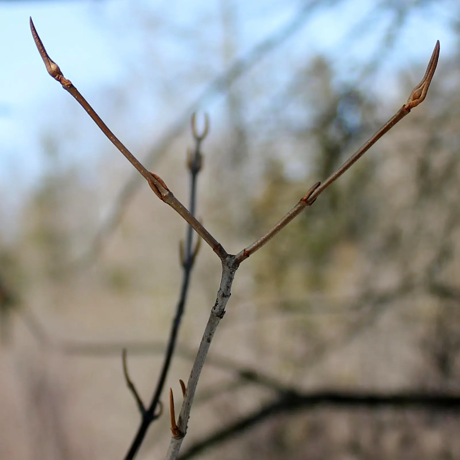 Possumhaw (Ilex Decidua) — which helps in the production of its bountiful fruits.<br><br>The leaves of the Possumhaw are simple