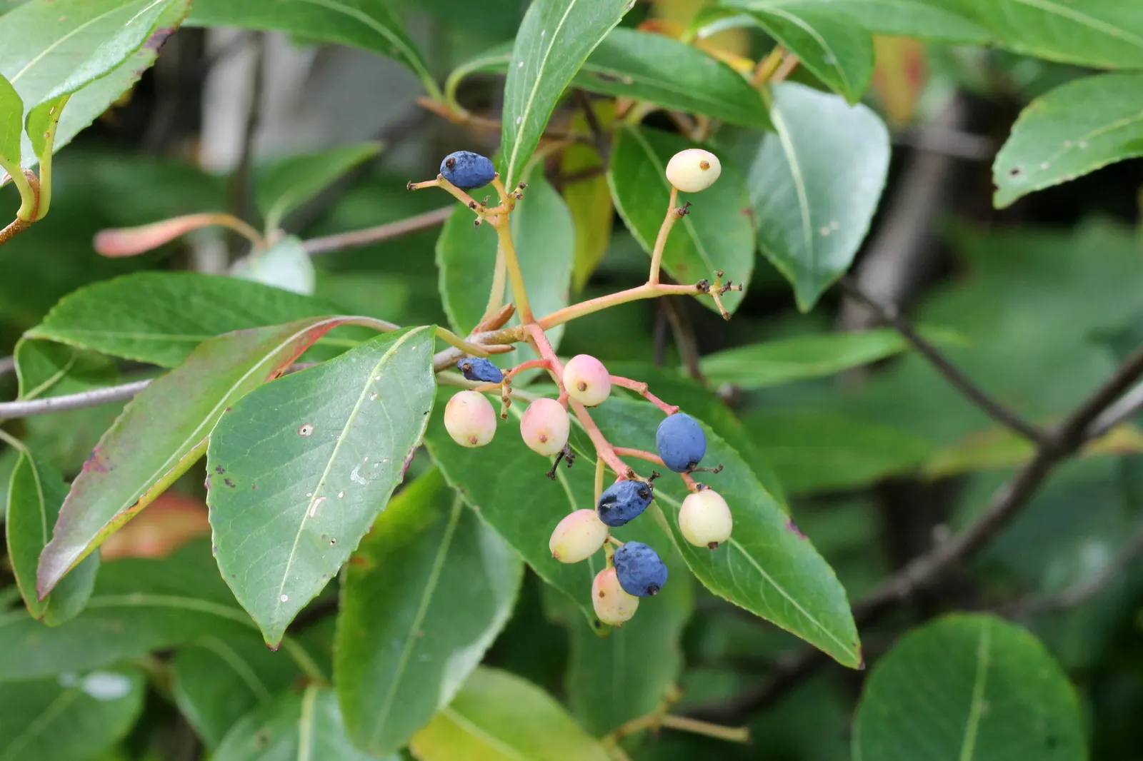 Possumhaw (Ilex Decidua) — grey to reddish-brown branches.<br><br>Adaptable to a variety of soil conditions; which are followed by bright red to, image 58
