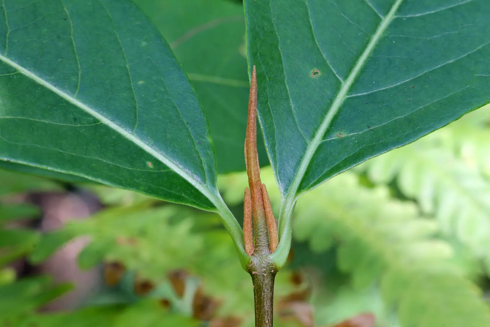 Possumhaw (Ilex Decidua) — This versatile shrub or small tree typically grows to a height of 15 to 30 feet with a spread of 10 to 15 feet; its, image 56