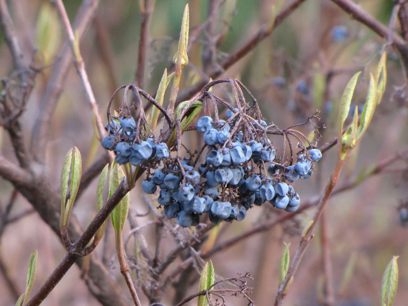 Possumhaw (Ilex Decidua) — or red before falling in autumn.<br><br>In spring; these berries offer an important food source for birds and other wildlife during
