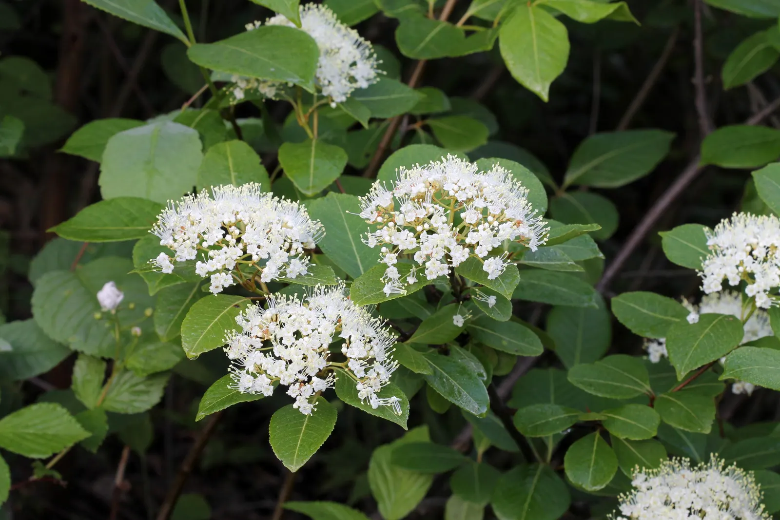 Possumhaw (Ilex Decidua) — and create eye-catching focal points in residential or commercial landscapes