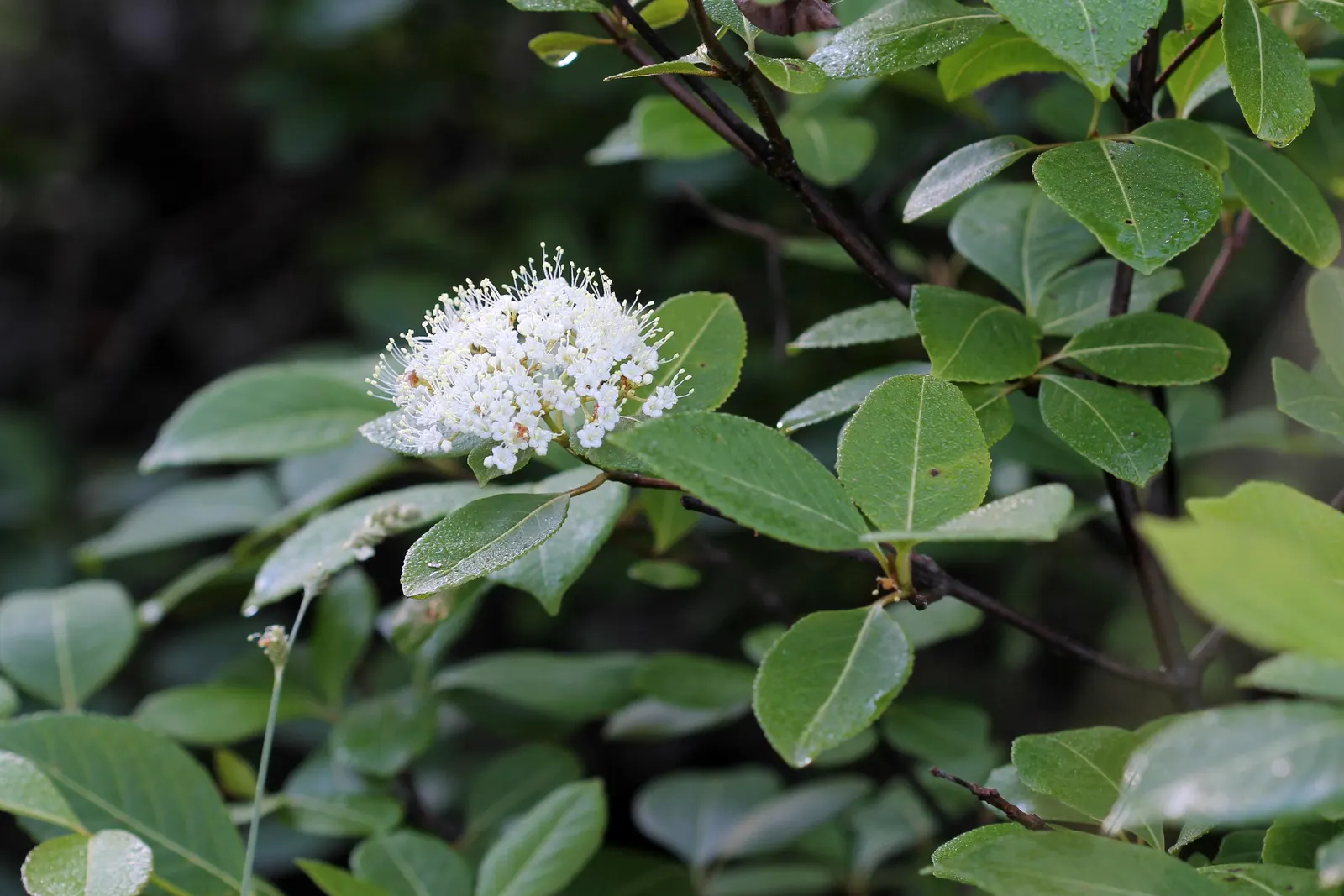 Possumhaw (Ilex Decidua) — This plant offers a vibrant visual display for the client's garden; shrub for full or half