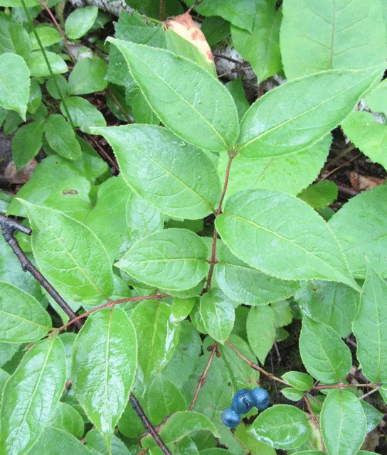 Possumhaw (Ilex Decidua) — Possumhaw (Ilex decidua) is a deciduous holly