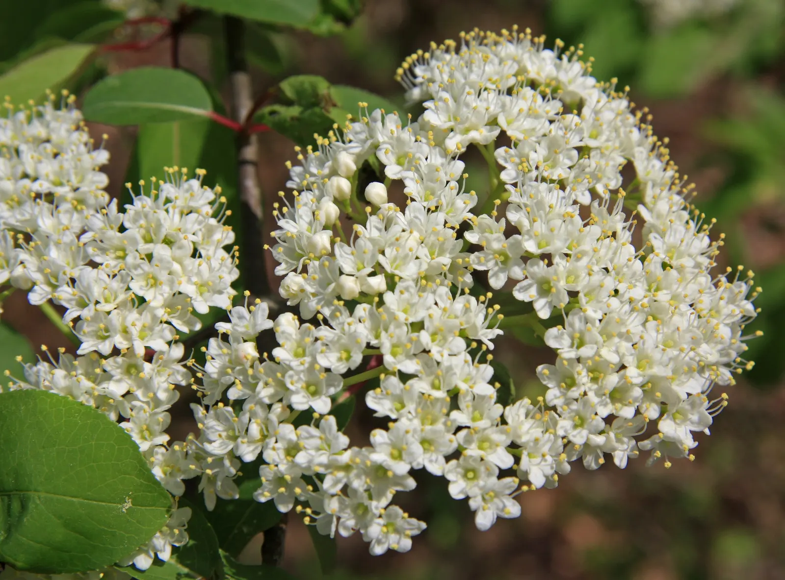 Possumhaw (Ilex Decidua) — The Possumhaw, scientifically known as Ilex decidua, is a deciduous holly native to the southern United States; white flowers in the