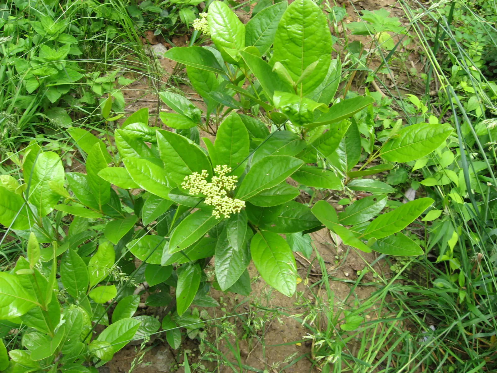 Possumhaw (Ilex Decidua) — It prefers full sun to partial shade exposure; upright form is accentuated by slender