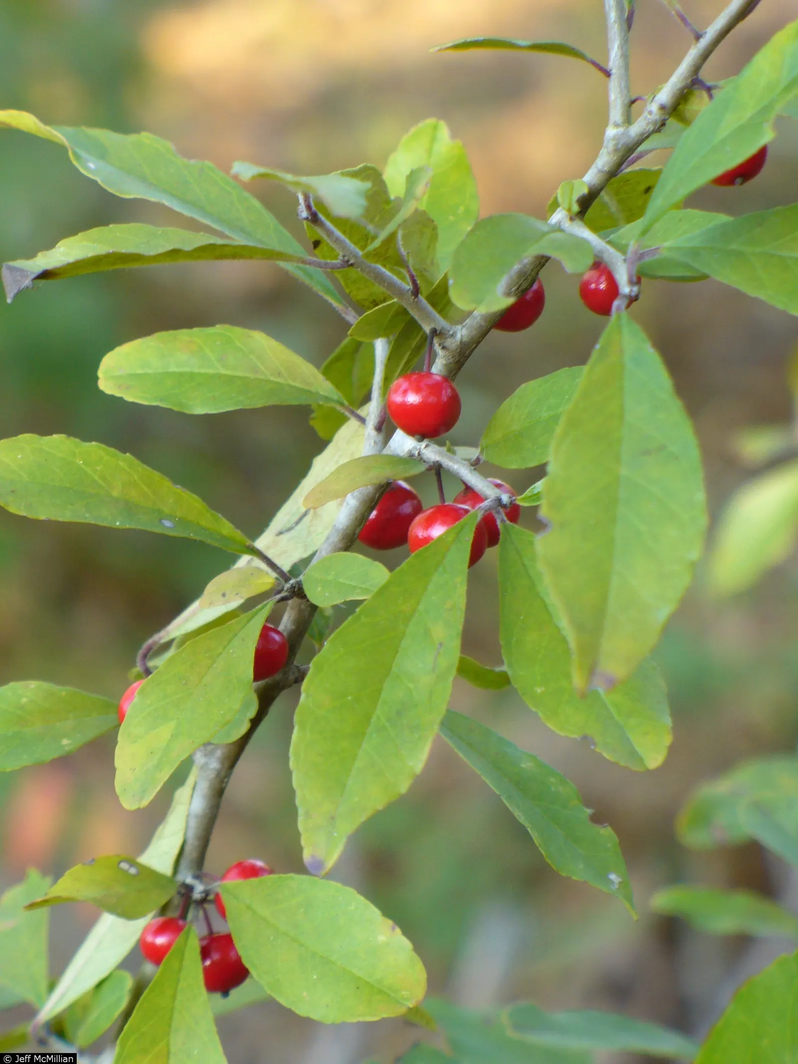 Possumhaw (Ilex Decidua) — This dioecious shrub reaches up to 15-30 feet tall; small white flowers blossom