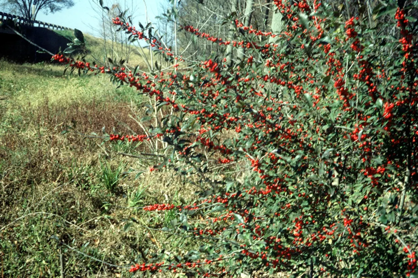 Possumhaw (Ilex Decidua) — prized for its vivid red berries and finely toothed green leaves that turn yellow in fall; possumhaw thrives in well-drained sites