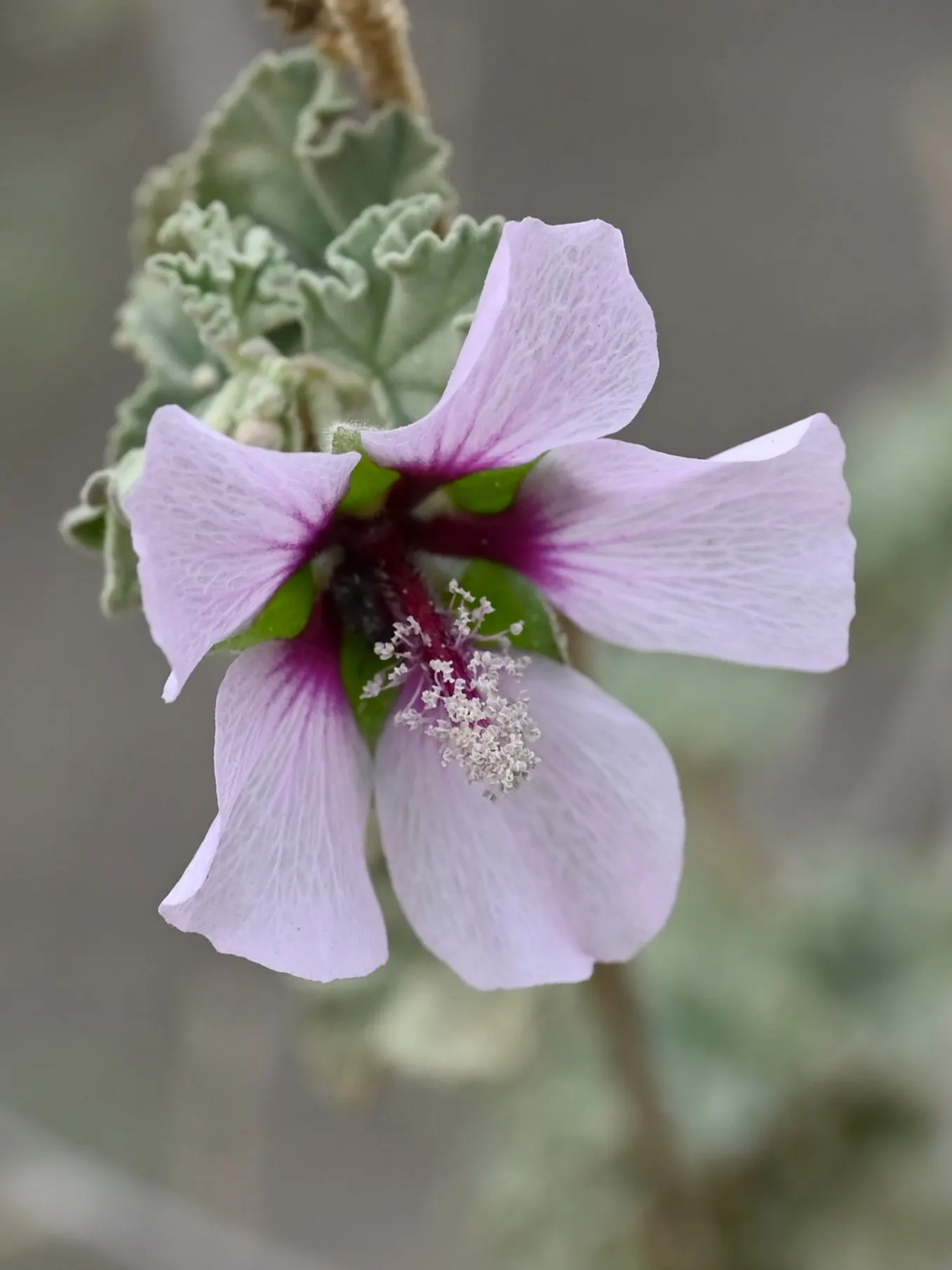 Tree Mallow (Lavatera Maritima) — The Mediterranean Tree Mallow; install it as a focal point, image 57