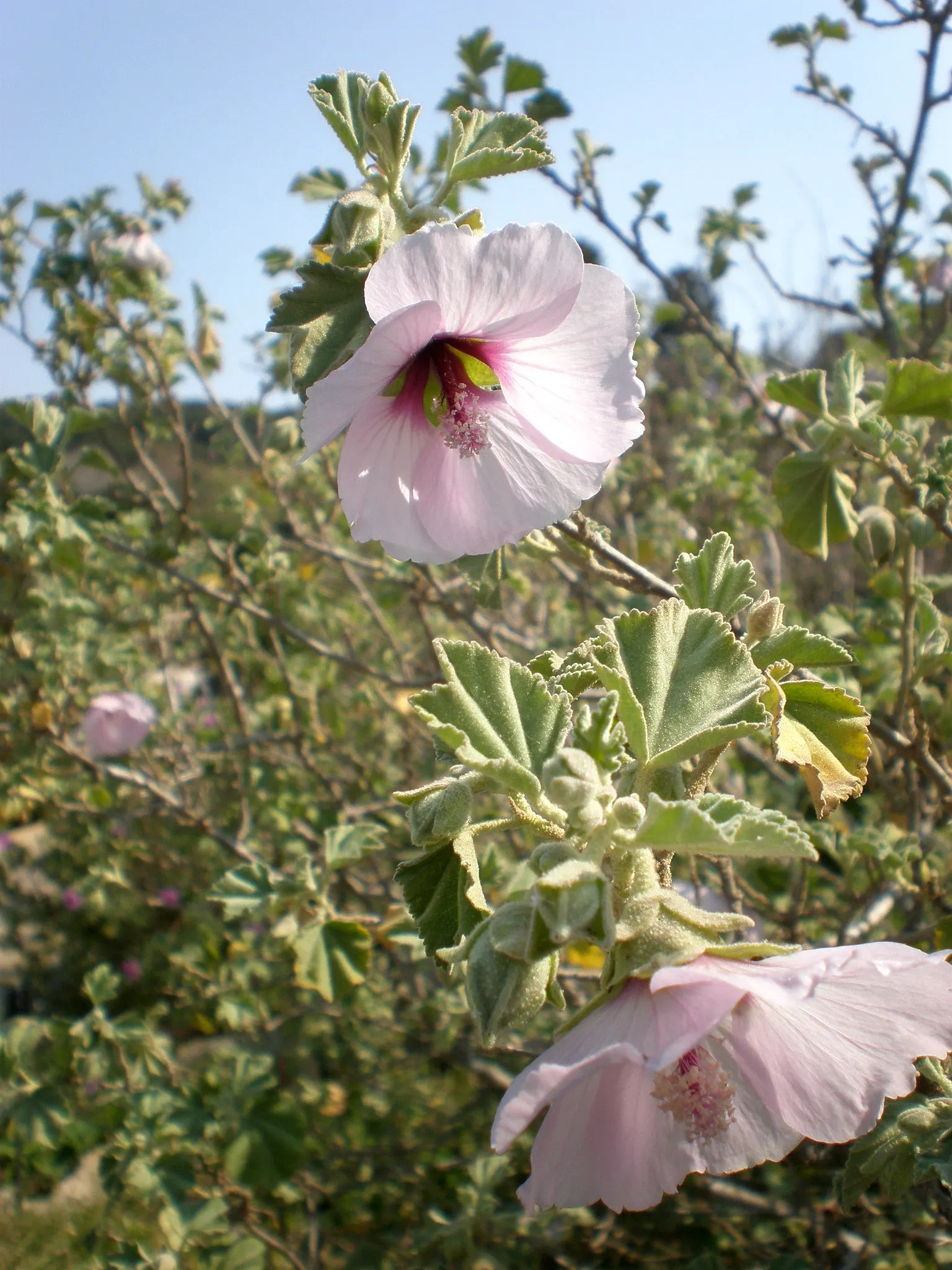 Tree Mallow (Lavatera Maritima) — pale lavender to rosy-pink blooms with darker veins; this plant asks for minimal maintenance