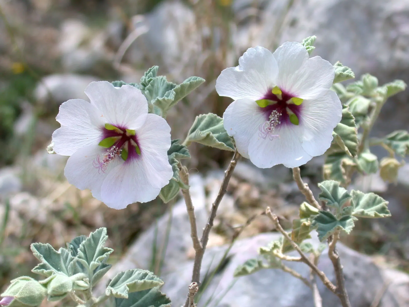 Tree Mallow (Lavatera Maritima) — broadleaf evergreen / shrub for full; or as a hedging plant to fully embrace its lush appearance and structural beauty