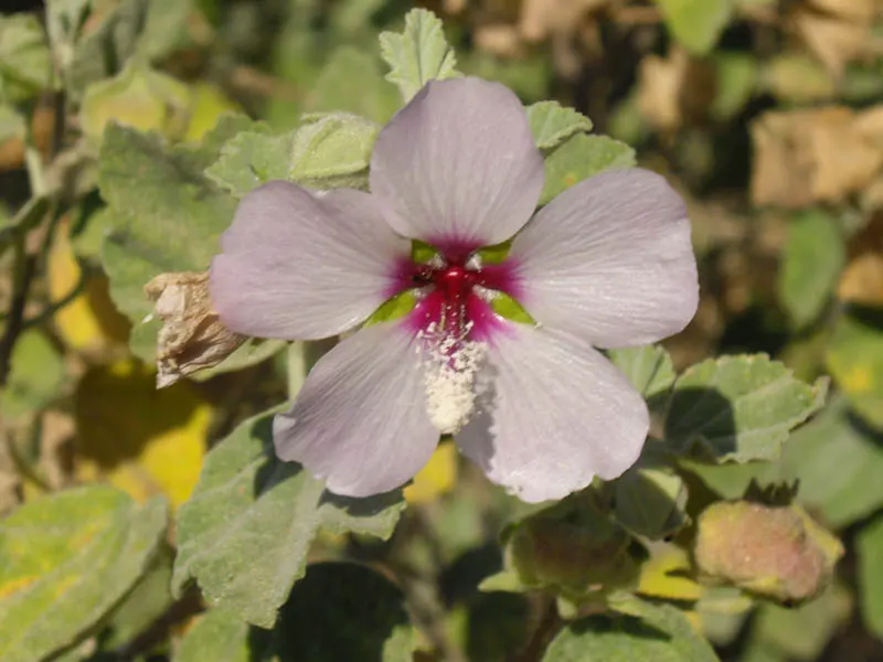Tree Mallow (Lavatera Maritima) — Blooms abundantly from summer to fall, attracting pollinators to the garden