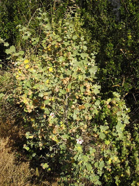Tree Mallow (Lavatera Maritima) — including salt spray and sandy soils; high-impact garden feature