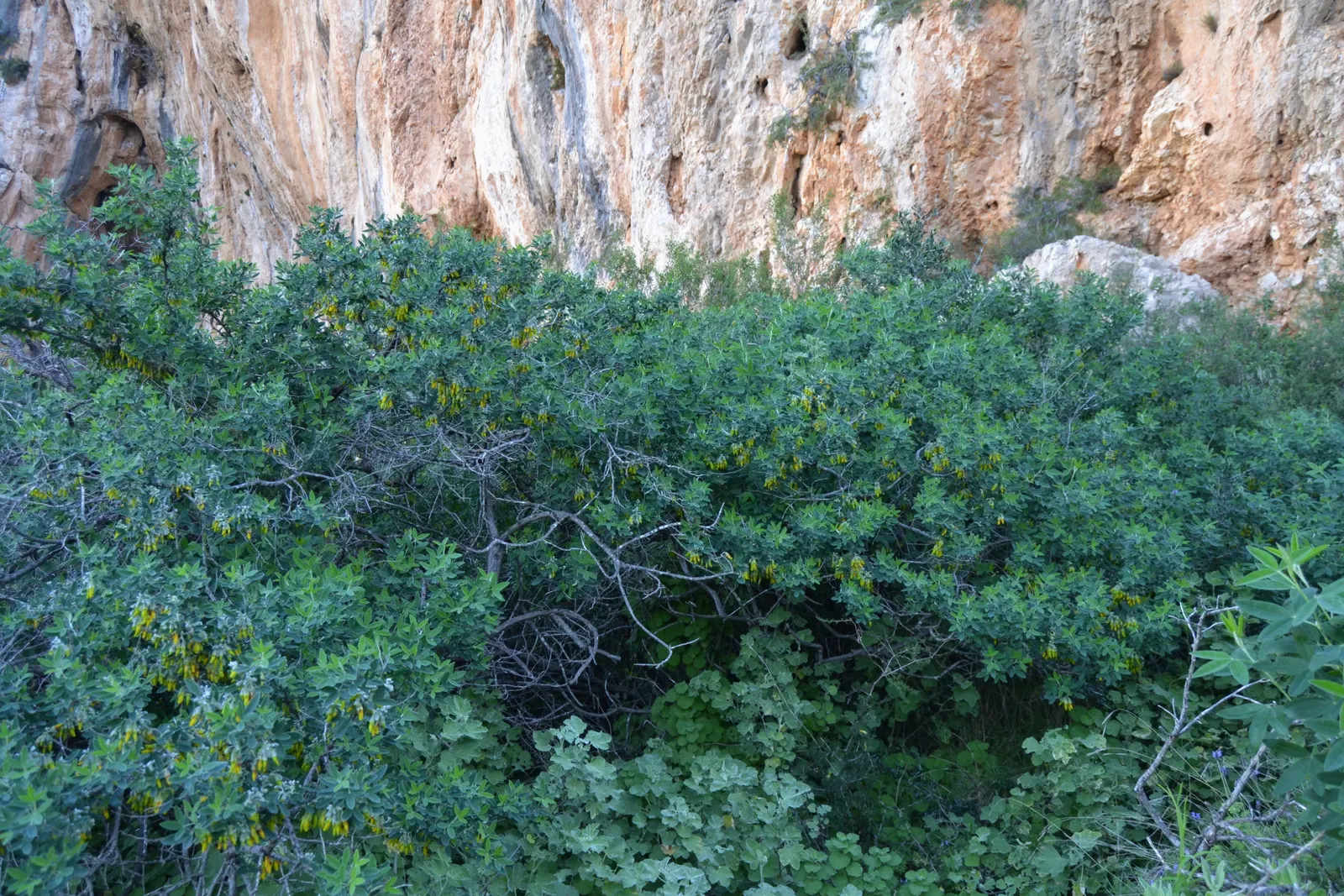 Tree Mallow (Lavatera Maritima) — scientifically named Lavatera maritima; pale lavender to rosy-pink blooms with darker veins, image 58