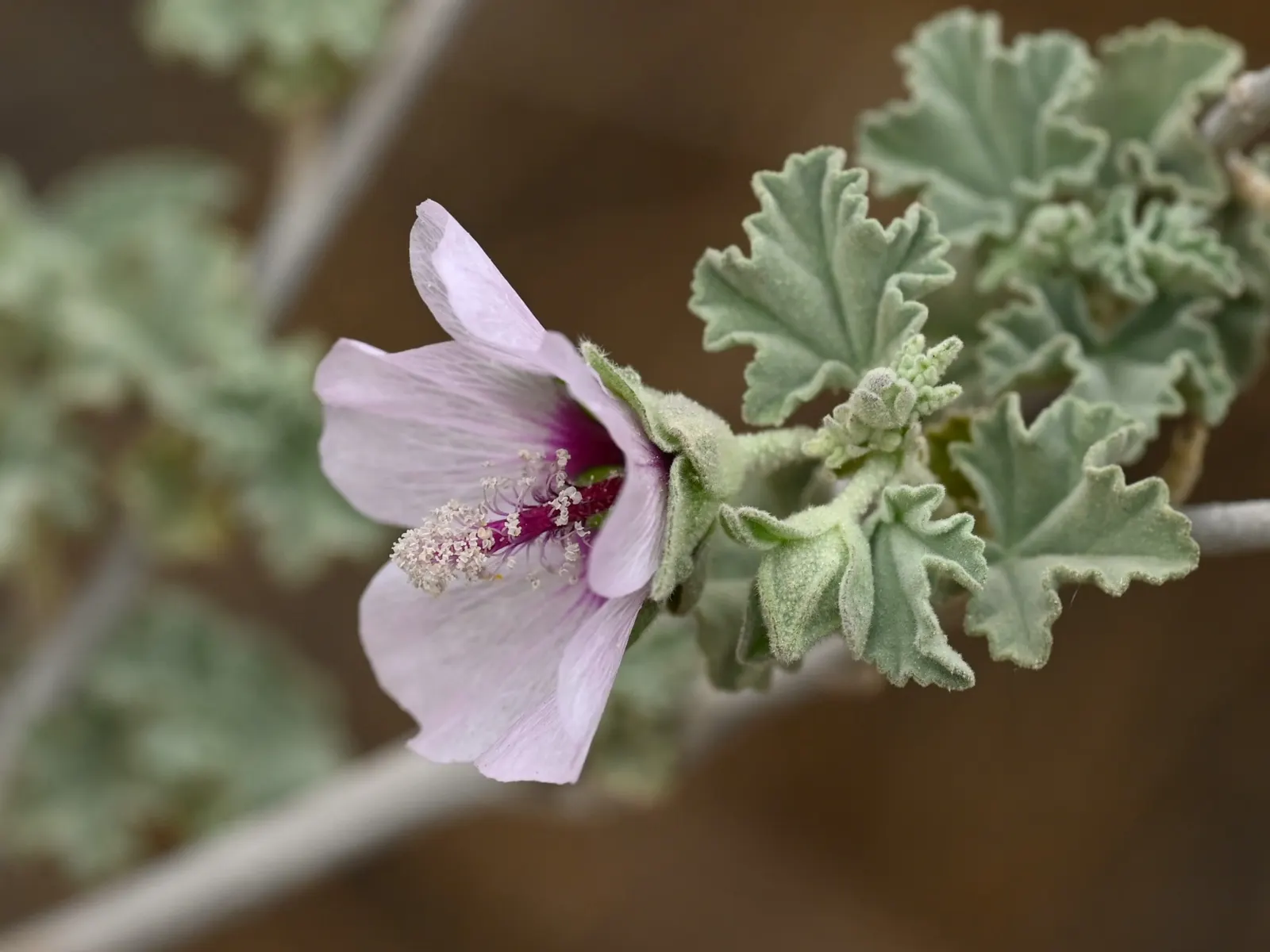 Tree Mallow (Lavatera Maritima) — Blooms abundantly from summer to fall, attracting pollinators to the garden; including salt spray and sandy soils, image 81