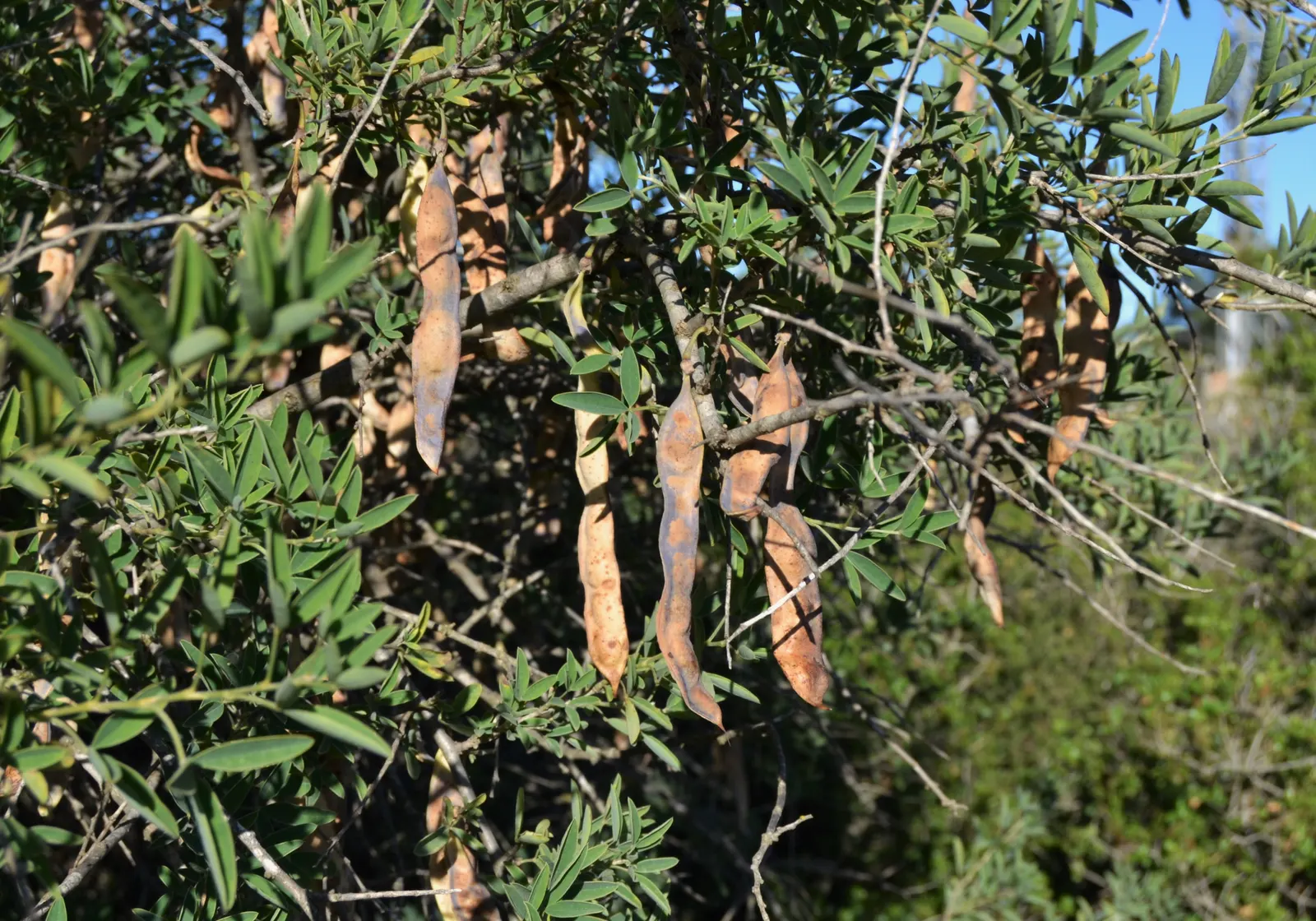 Tree Mallow (Lavatera Maritima) — broadleaf evergreen / shrub for full; or as a hedging plant to fully embrace its lush appearance and structural, image 75