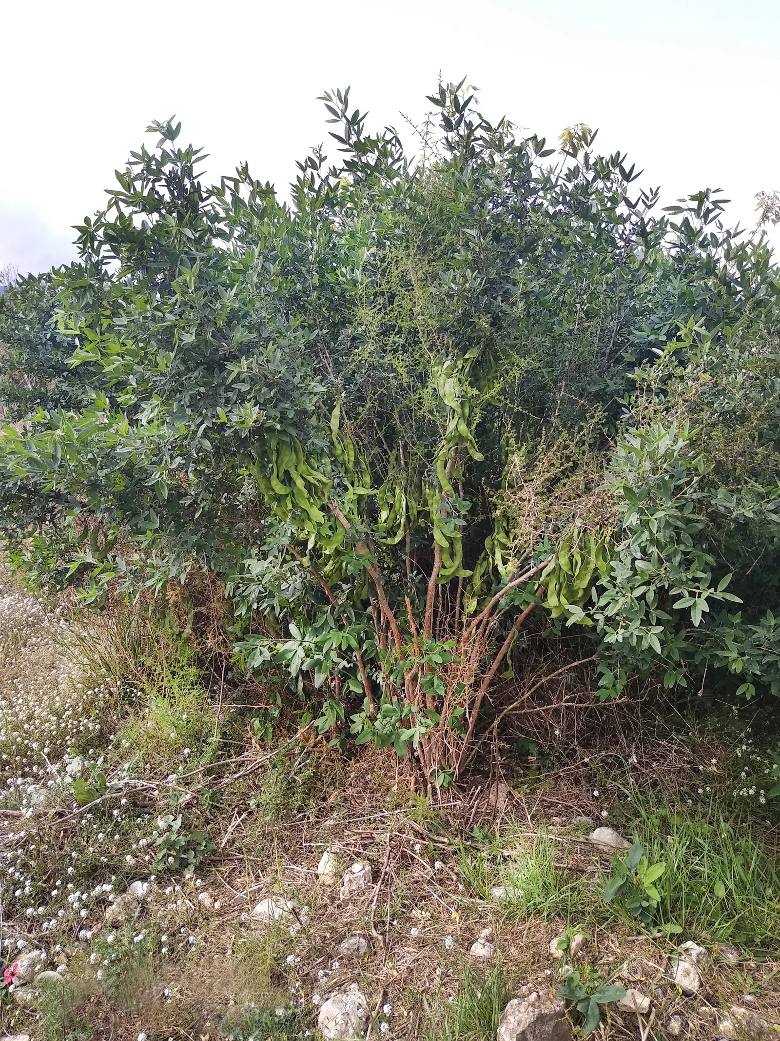 Tree Mallow (Lavatera Maritima) — though it is well adapted to cope with coastal conditions, image 63