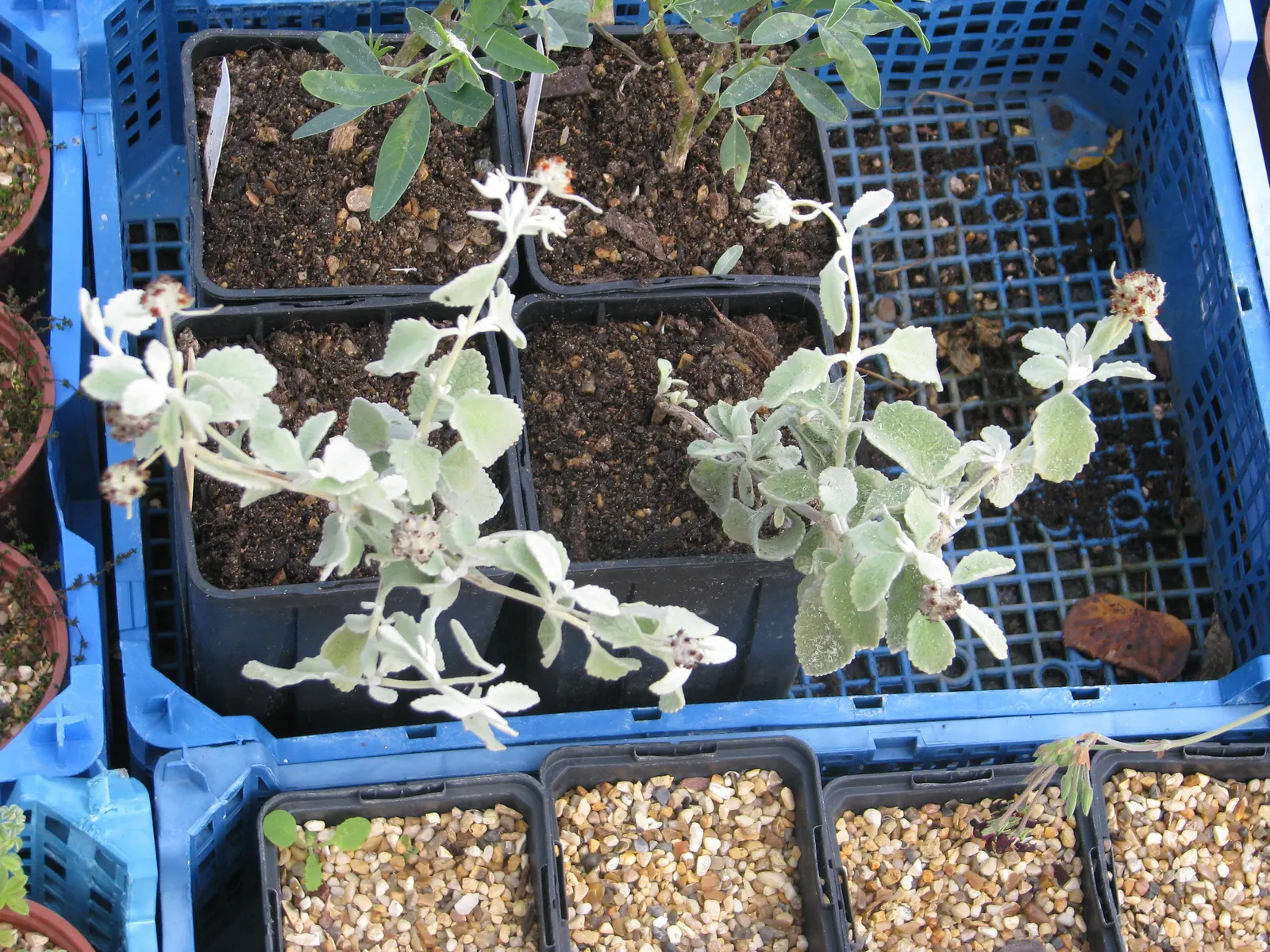 Tree Mallow (Lavatera Maritima) — high-impact garden feature; the blooms are a captivating lavender to rose-pink hue with striations leading to a darker center