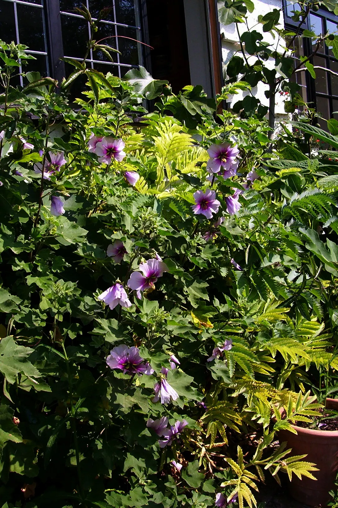 Tree Mallow (Lavatera Maritima) — is notable for its vast mallow-like flowers that can span up to 3 inches across; broadleaf evergreen / shrub with lavender