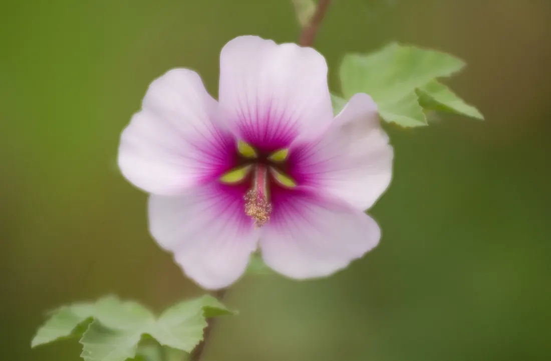 Tree Mallow (Lavatera Maritima) — making it a delightful choice for a low-effort; drought-tolerant once established, it's ideal for coastal settings requiring