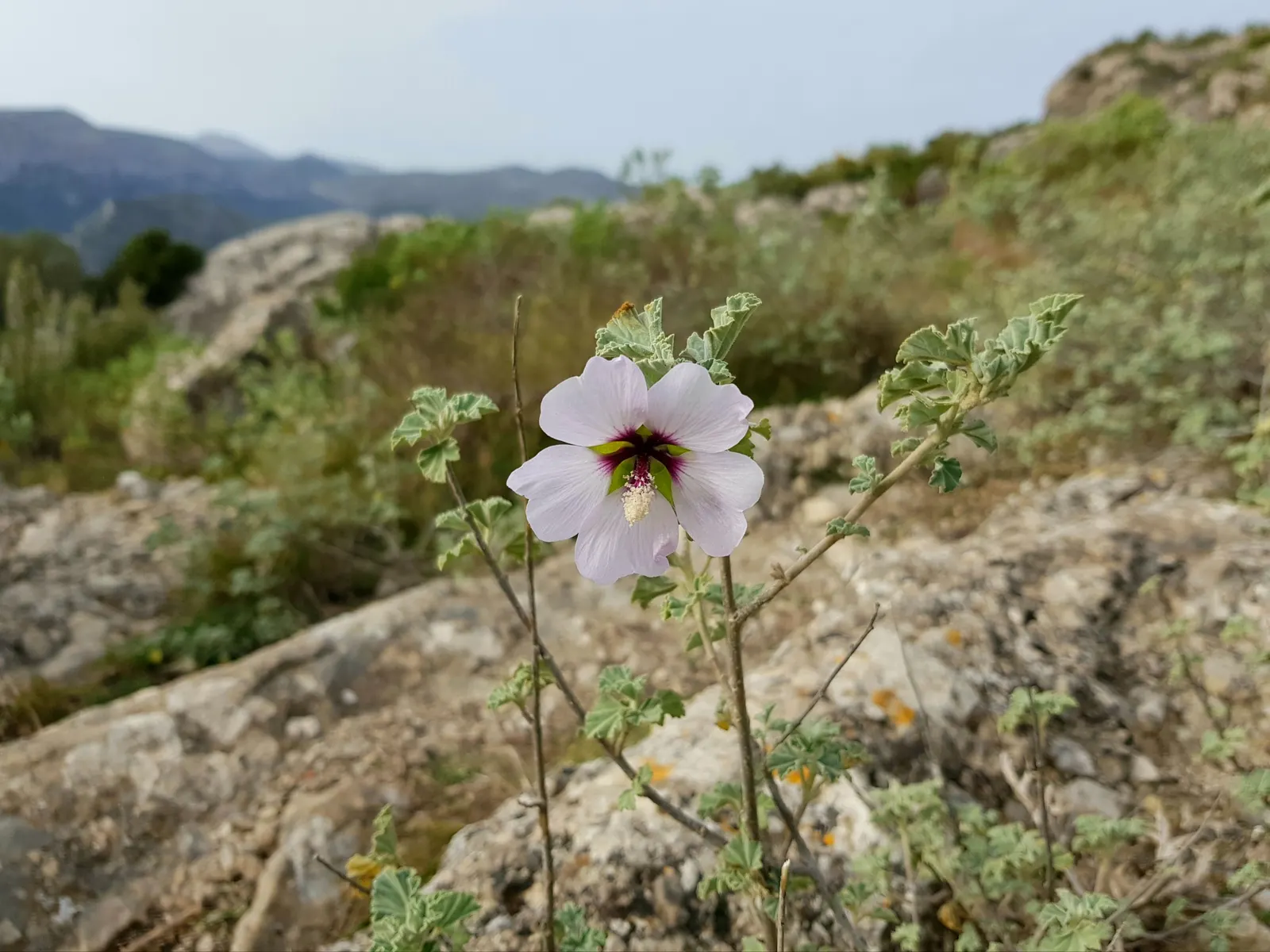 Tree Mallow (Lavatera Maritima) — The Mediterranean Tree Mallow; install it as a focal point