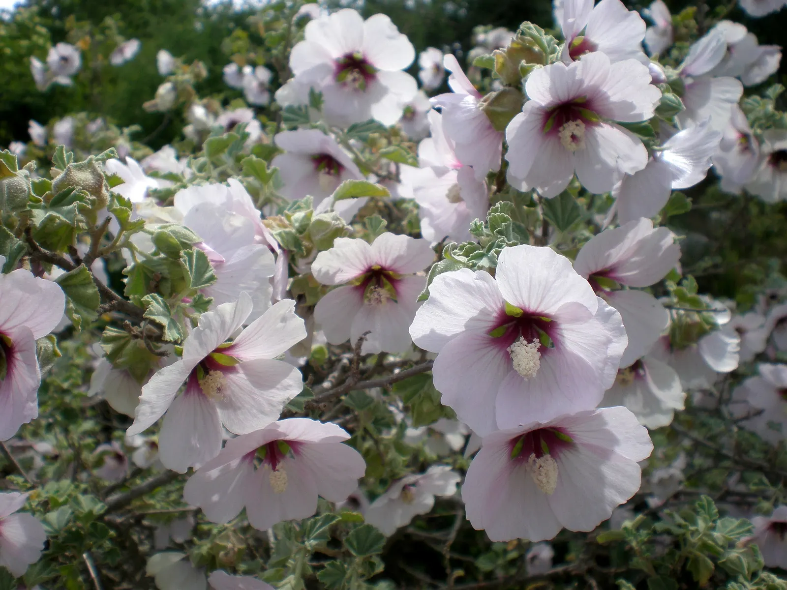 Tree Mallow (Lavatera Maritima) — Drought tolerant once established