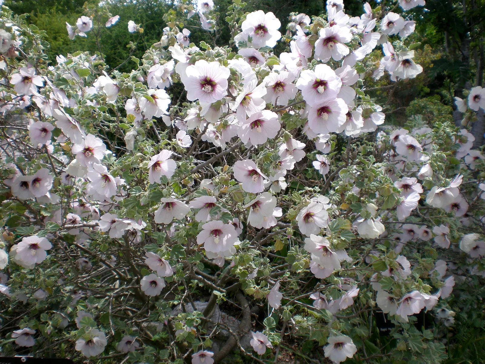 Tree Mallow (Lavatera Maritima) — broadleaf evergreen / shrub with lavender and multi-colored and pink blooms