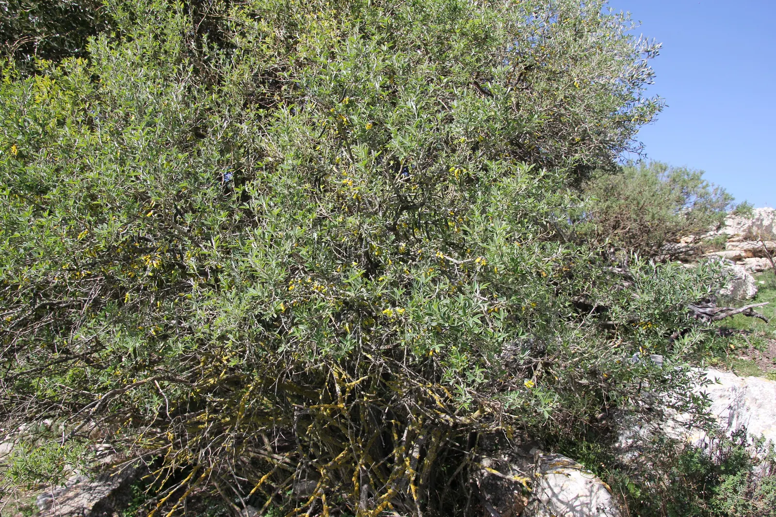 Tree Mallow (Lavatera Maritima) — Install it as a focal point