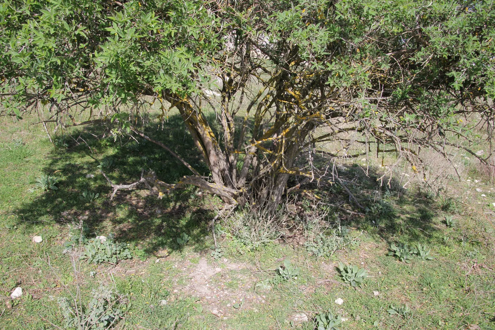 Tree Mallow (Lavatera Maritima) — Drought tolerant once established; regular pruning in late winter or early spring will encourage bushier growth, image 67