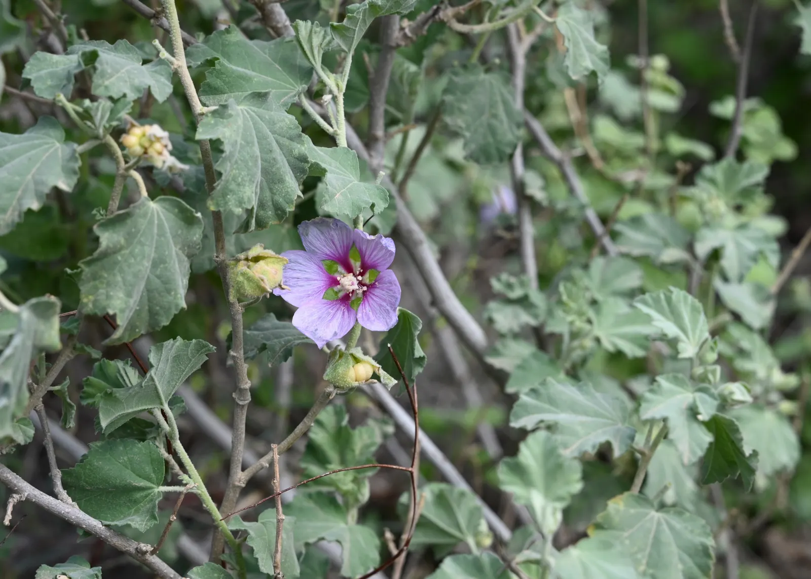 Tree Mallow (Lavatera Maritima) — scientifically named Lavatera maritima; pale lavender to rosy-pink blooms with darker veins, image 83