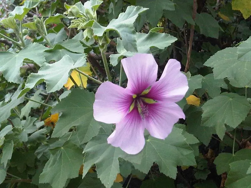 Tree Mallow (Lavatera Maritima) — making it a delightful choice for a low-effort; drought-tolerant once established, it's ideal for coastal, image 94