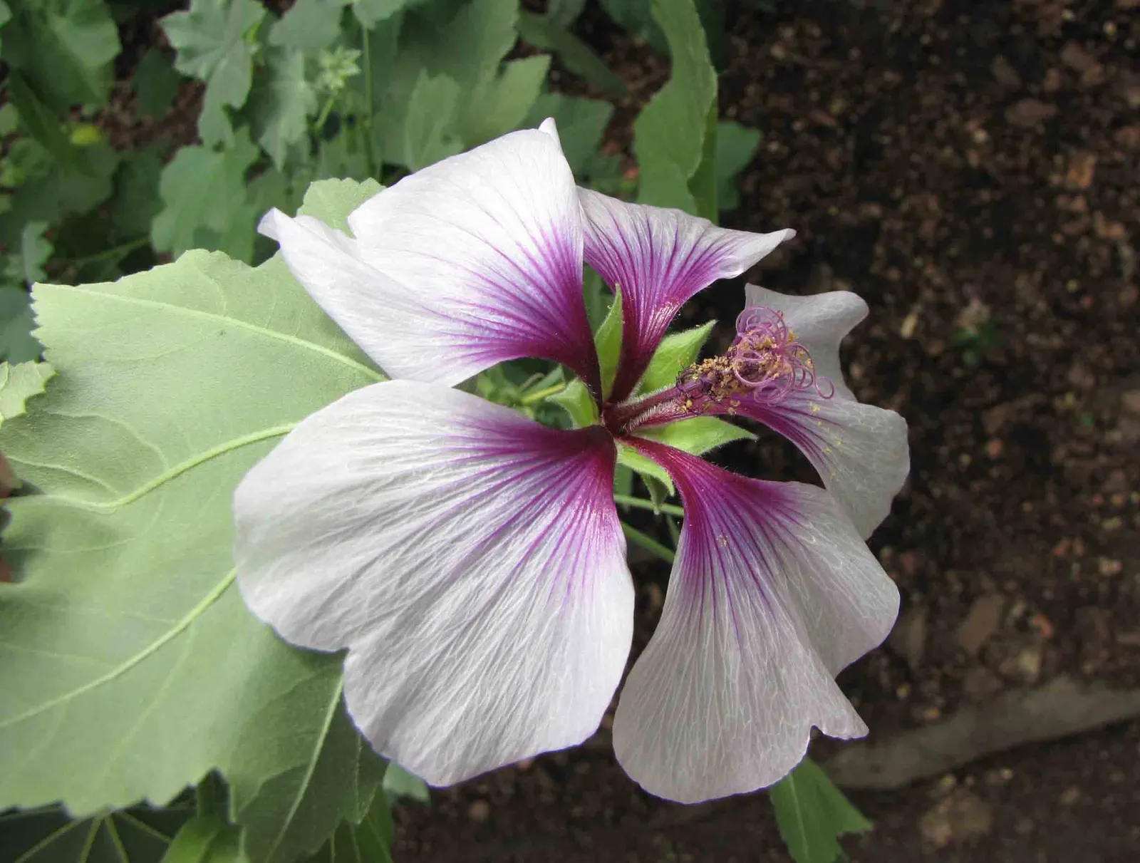 Tree Mallow (Lavatera Maritima) — Install it as a focal point; making it a delightful choice for a low-effort, image 71