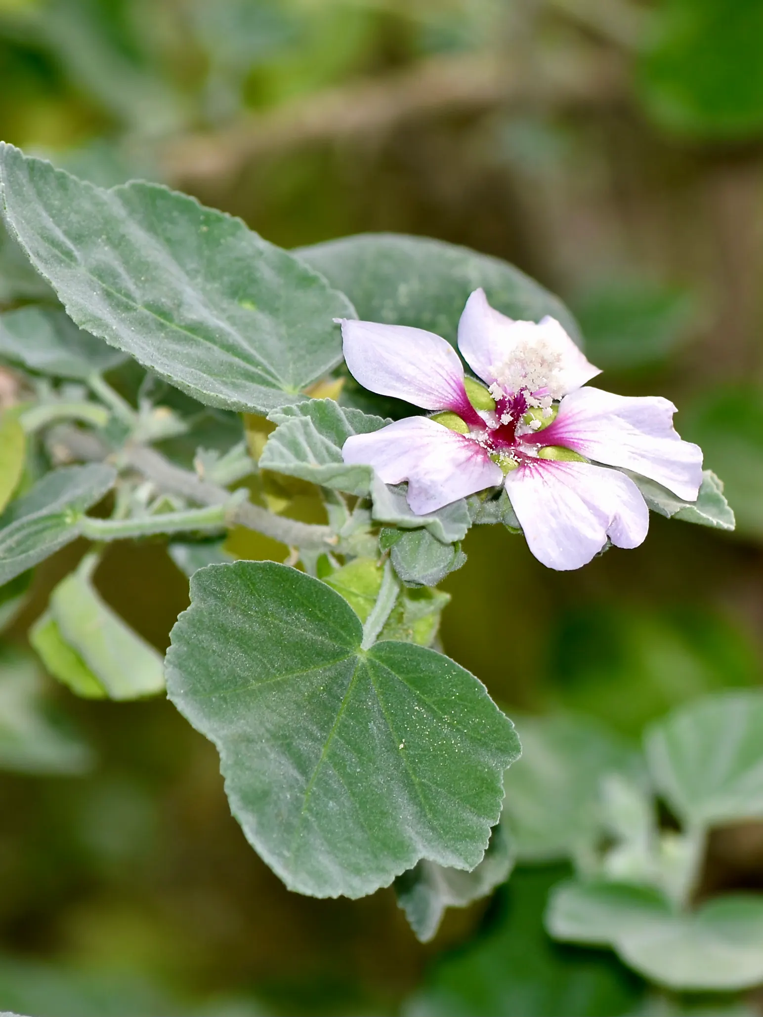 Tree Mallow (Lavatera Maritima) — this plant asks for minimal maintenance; lavender and multi-colored and pink flowers in the garden, image 93