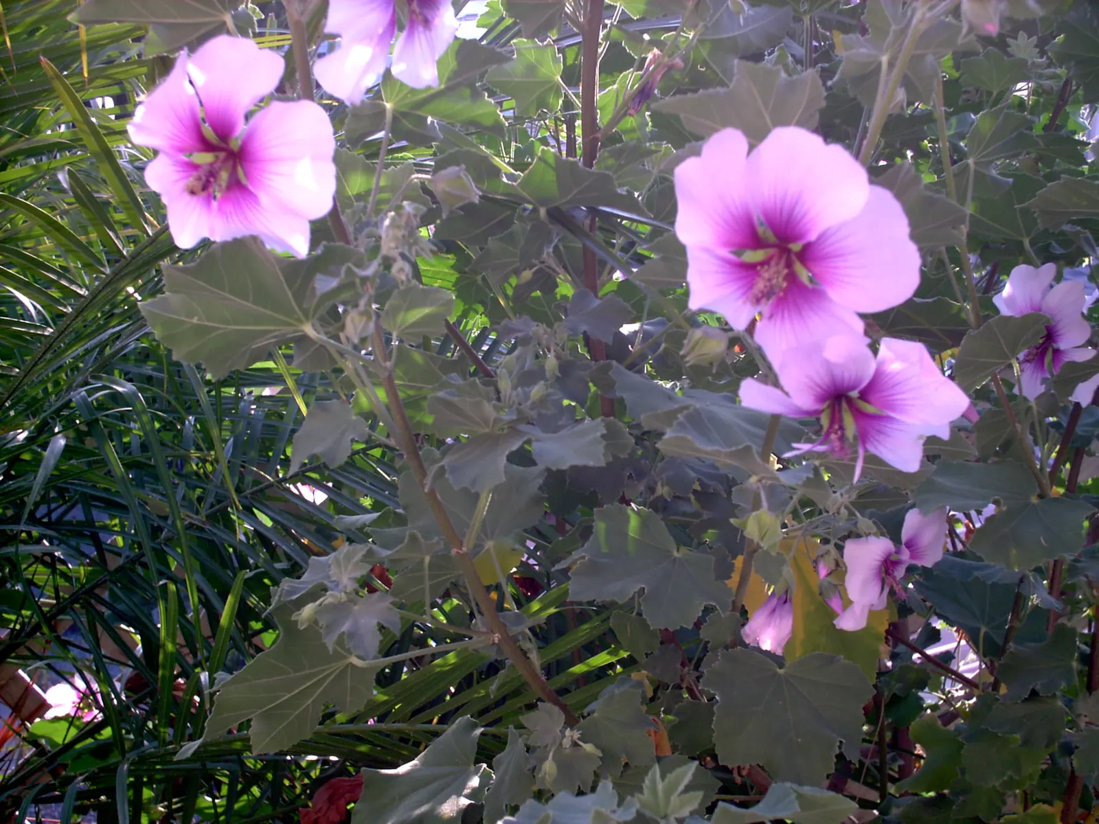 Tree Mallow (Lavatera Maritima) — broadleaf evergreen / shrub with lavender and multi-colored and pink blooms; the foliage is as attractive as the flowers