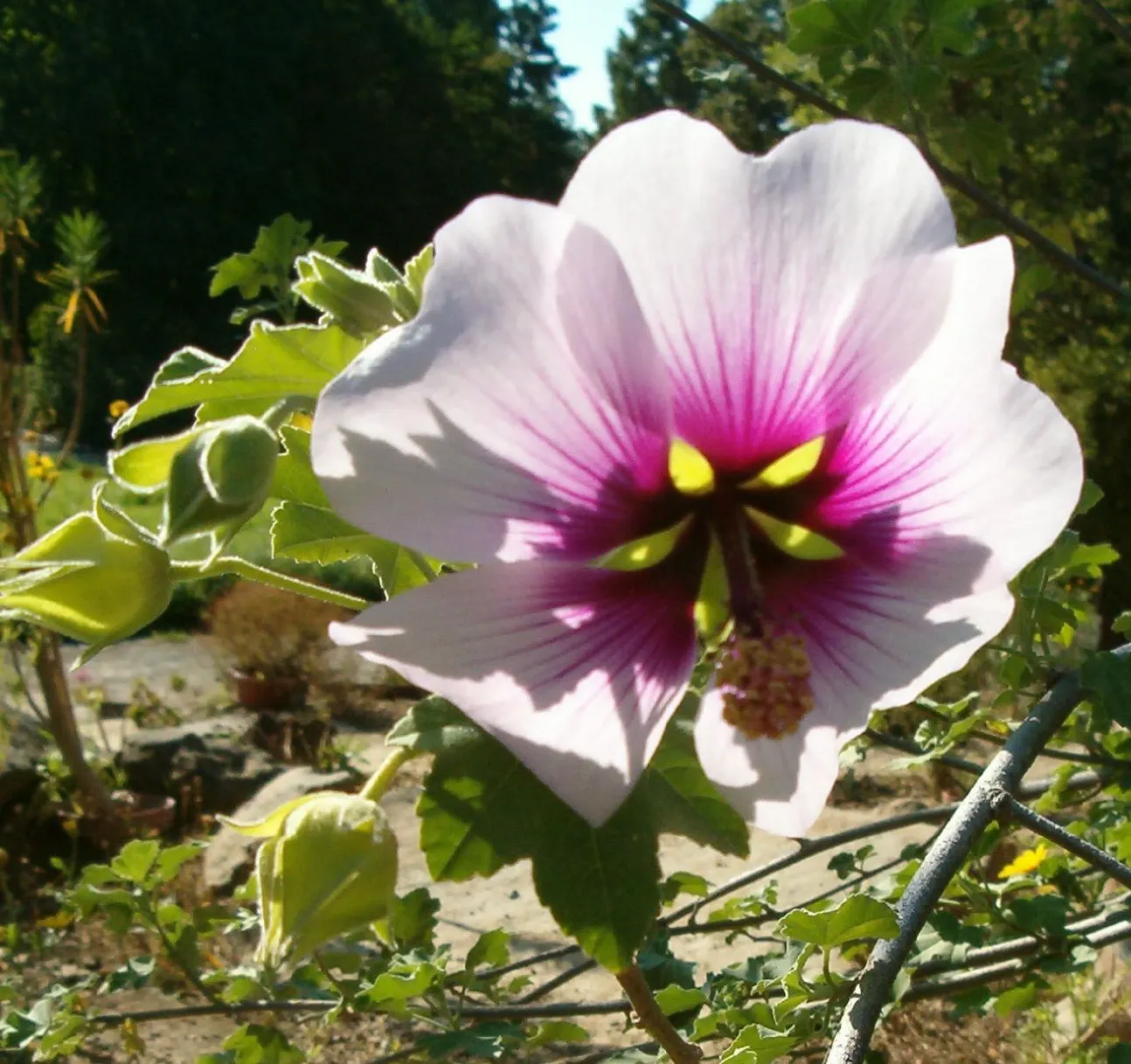 Tree Mallow (Lavatera Maritima) — Blooms abundantly from summer to fall, attracting pollinators to the garden; including salt spray and sandy soils, image 56