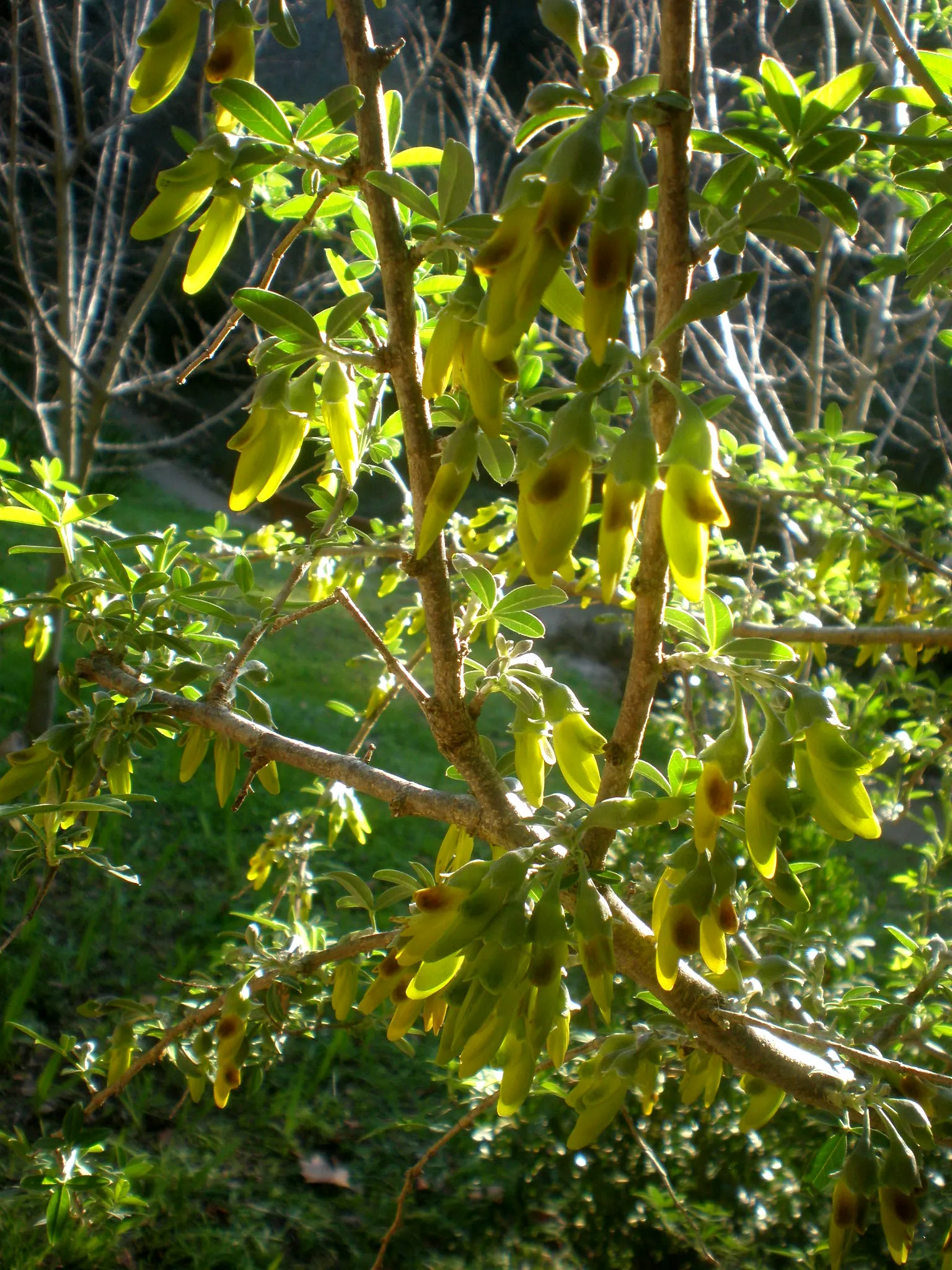 Tree Mallow (Lavatera Maritima) — though it is well adapted to cope with coastal conditions, image 38
