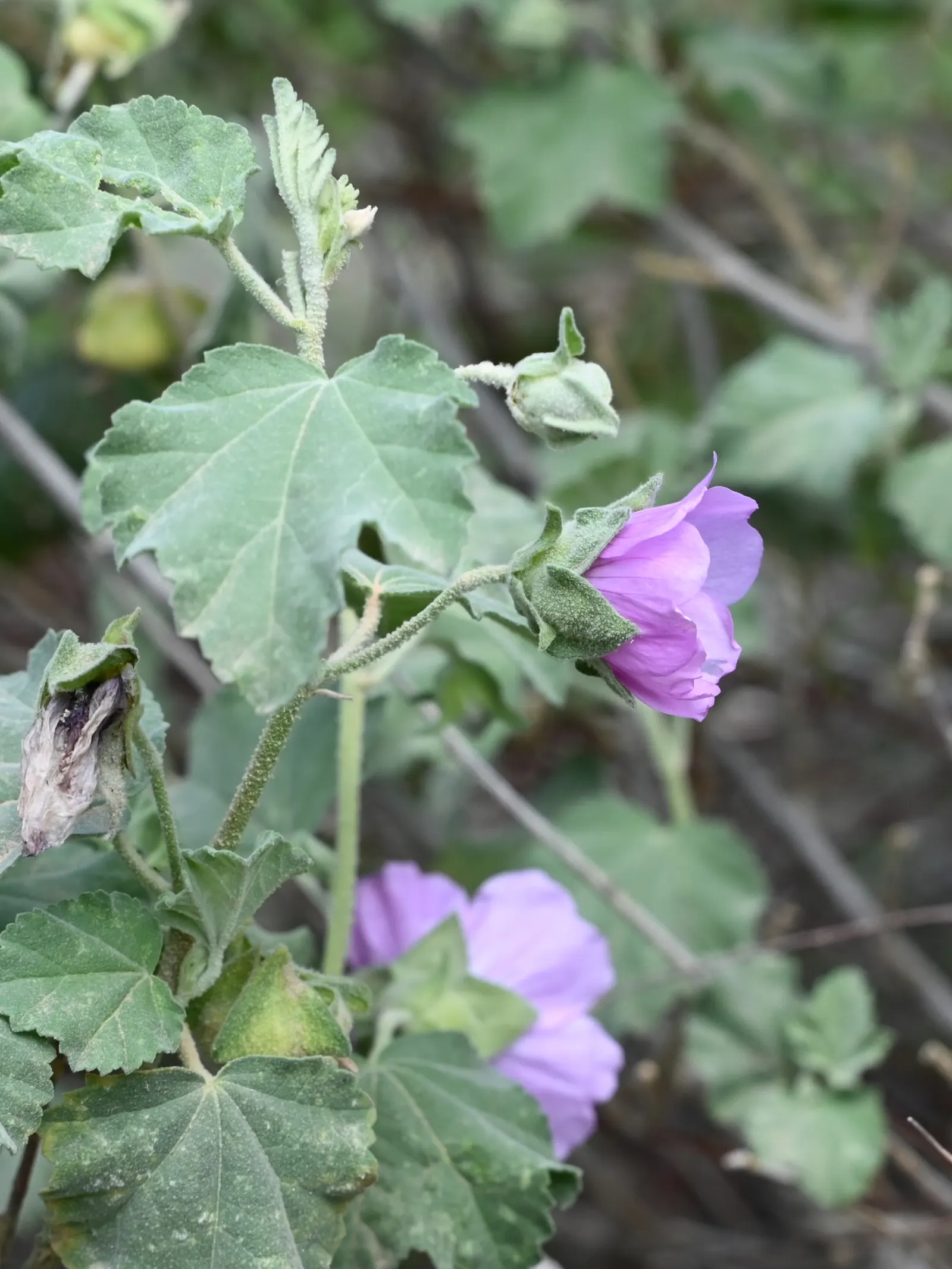 Tree Mallow (Lavatera Maritima) — scientifically named Lavatera maritima