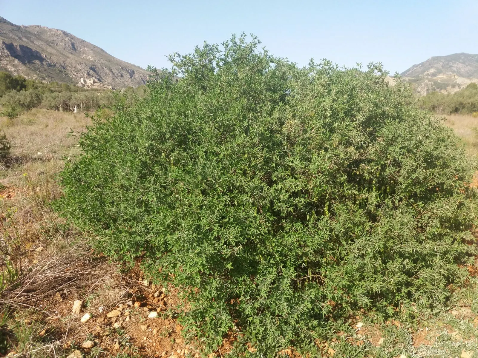 Tree Mallow (Lavatera Maritima) — The foliage is as attractive as the flowers; semi-evergreen shrub boasting grey-green leaves and striking, image 90