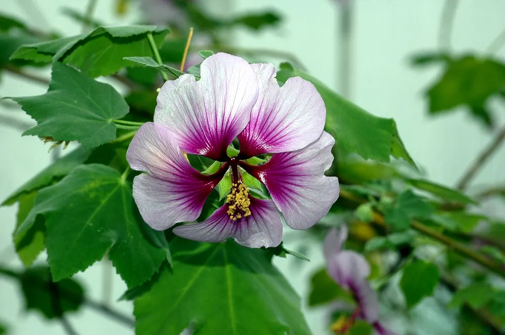 Tree Mallow (Lavatera Maritima) — this plant asks for minimal maintenance; lavender and multi-colored and pink flowers in the garden
