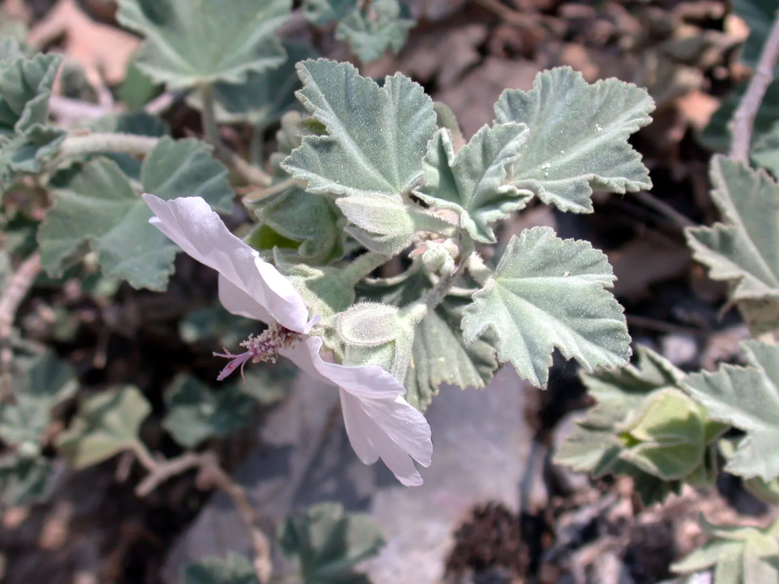 Tree Mallow (Lavatera Maritima) — broadleaf evergreen / shrub with lavender and multi-colored and pink blooms; the foliage is as attractive as the, image 74