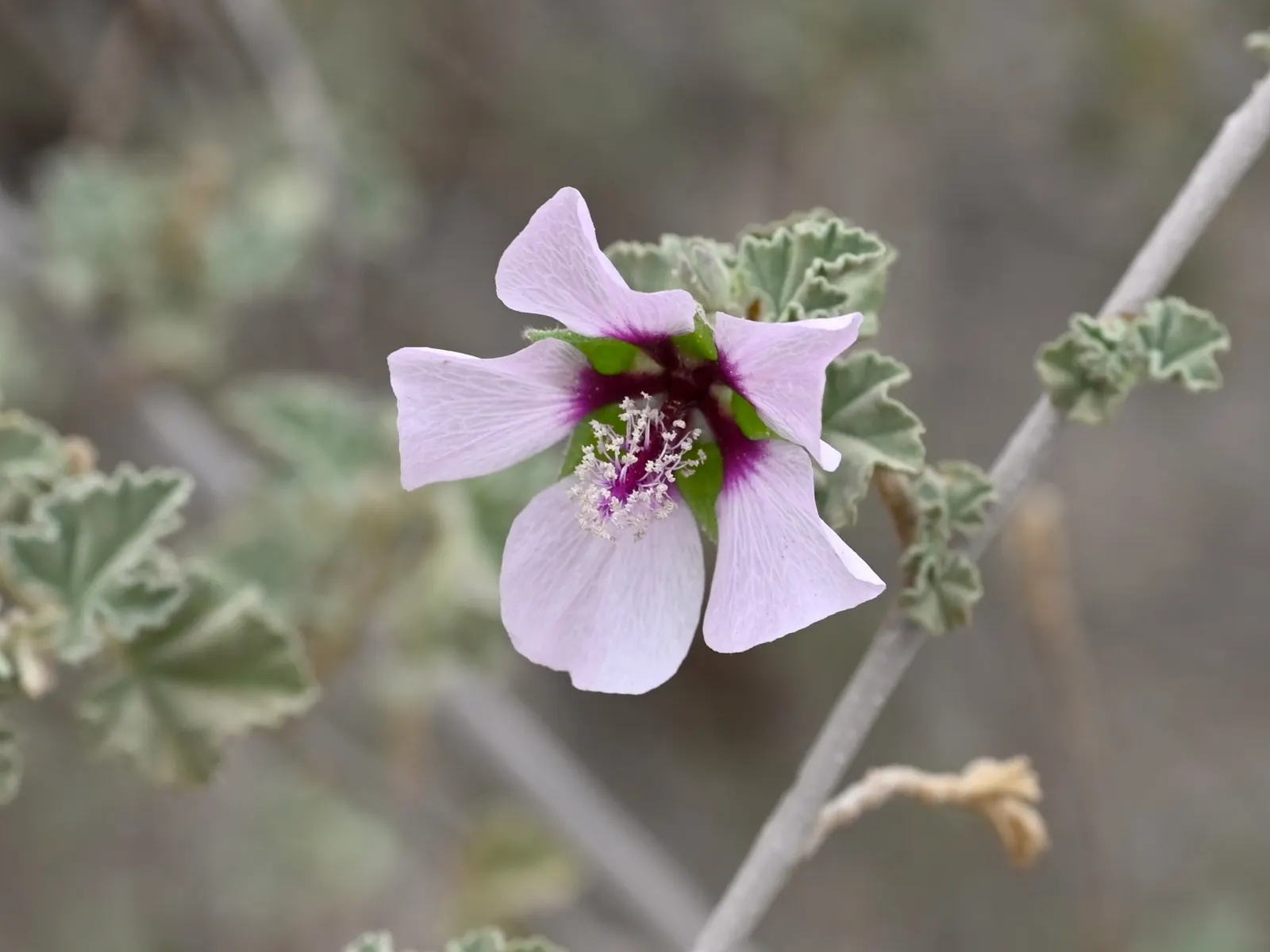 Tree Mallow (Lavatera Maritima) — lavender and multi-colored and pink flowers in the garden