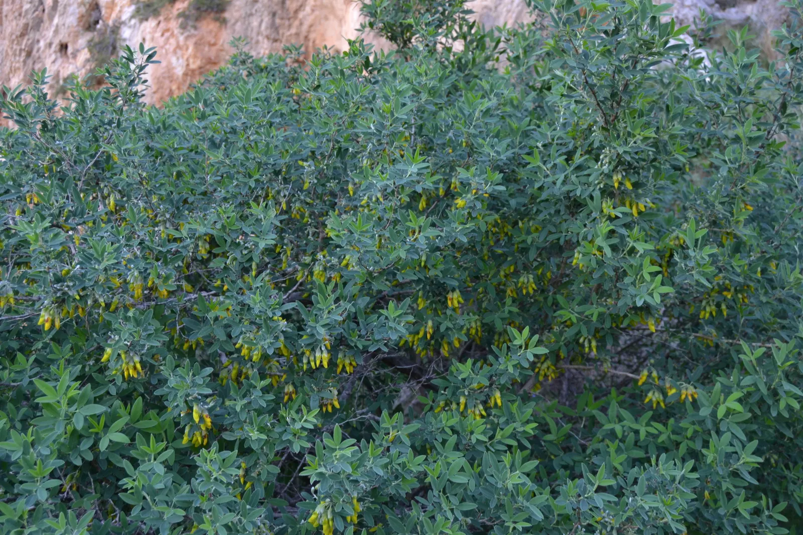 Tree Mallow (Lavatera Maritima) — capable of reaching heights of 6 to 8 feet with a spread of 4 to 6 feet; drought tolerant once established, image 85